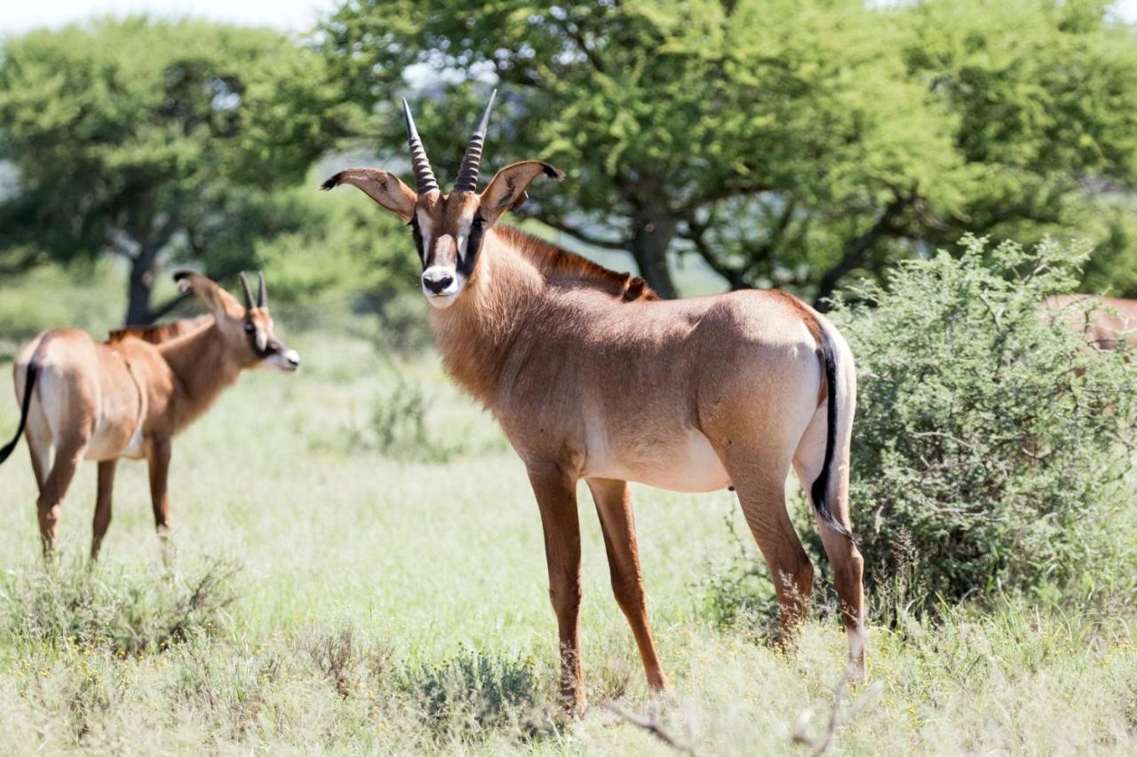 Wag N Bietjie Bush Lodge Heuningneskloof Buitenkant foto